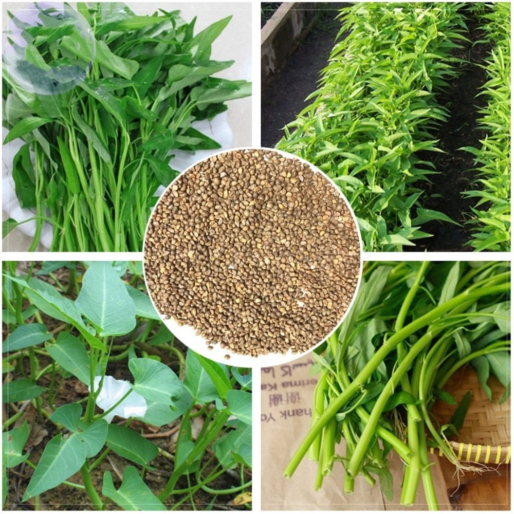 1000 Water Spinach seeds, Rau muống thân trắng, Kong Xin, Choy Ong